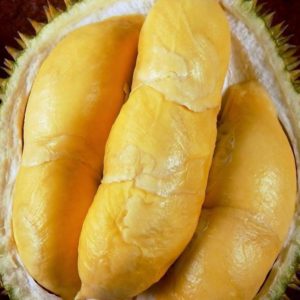 Bibit Durian Bawor Tanah Laut