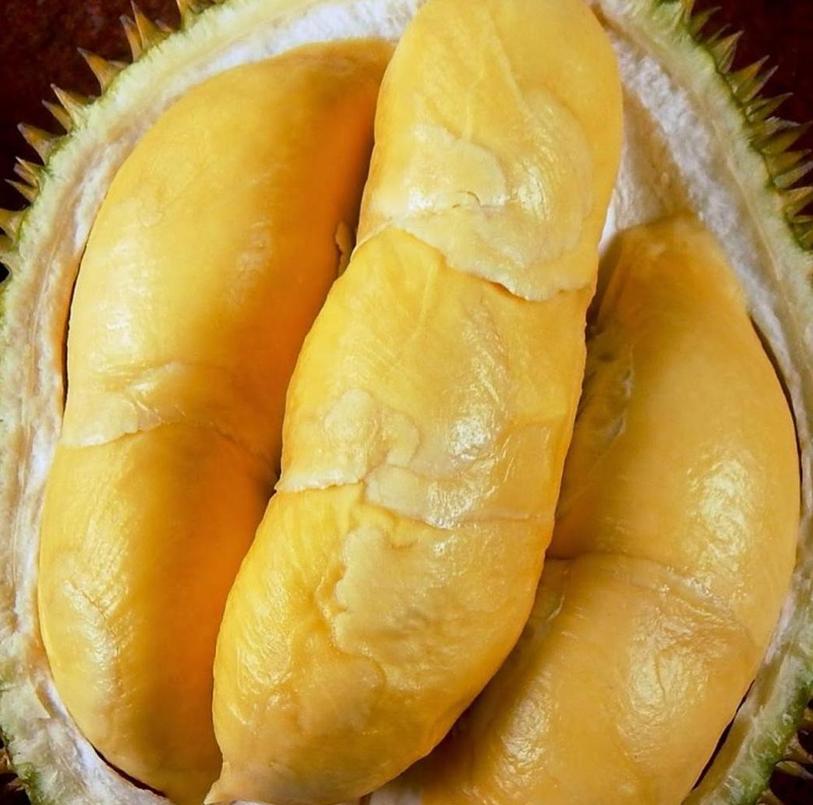 Gambar Produk Bibit Durian Bawor Tanah Laut