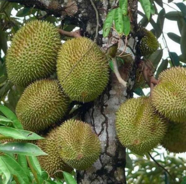Bibit Durian Cangkok Jual Musang King Super Unggulan Hasil Dan Okulasi Langkat
