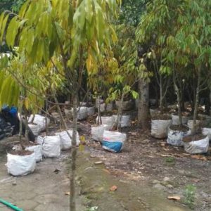 Bibit Durian Dongkelan Jakarta Barat