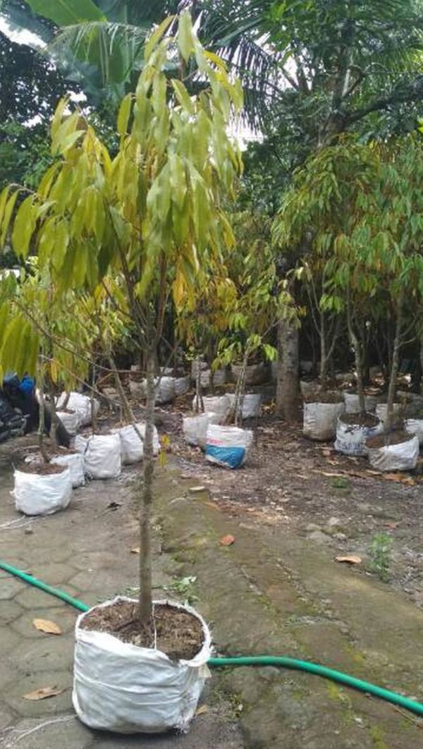 Bibit Durian Dongkelan Jakarta Barat