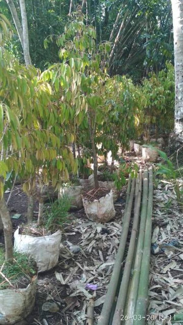 Bibit Durian Dongkelan Tapin