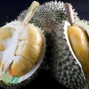 Bibit Durian Duri Hitam Asal Okulasi Cepat Berbuah Serang