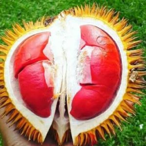 Bibit Durian Duri Hitam Atau Merah Kupang