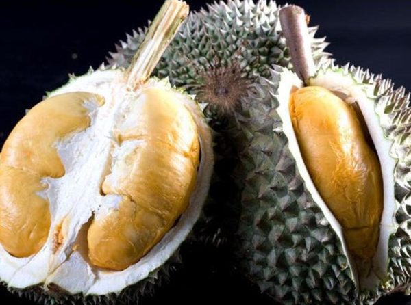 Bibit Durian Duri Hitam Deiyai
