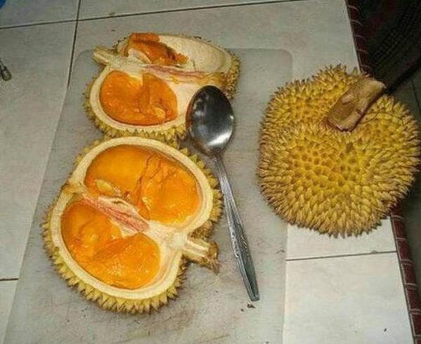 Bibit Durian Duri Hitam Diskon Oche Okulasi Murah Kotawaringin Barat