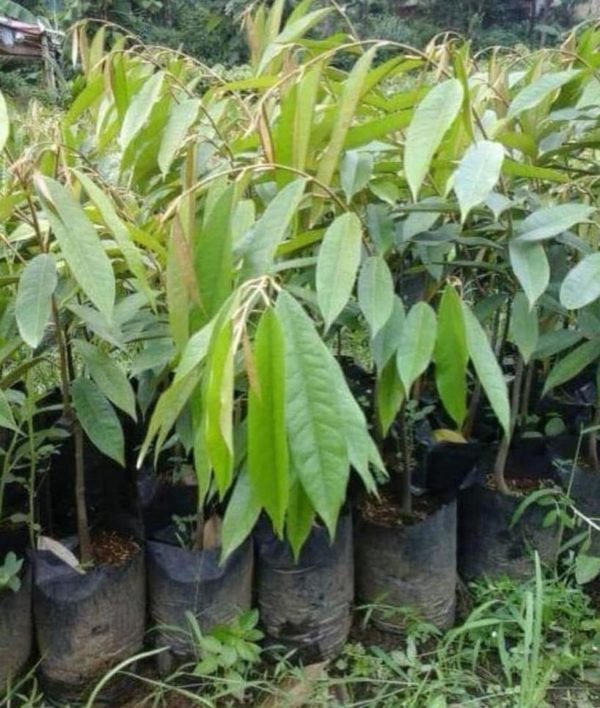 Bibit Durian Duri Hitam Diskon Oche Okulasi Murah Pagar Alam