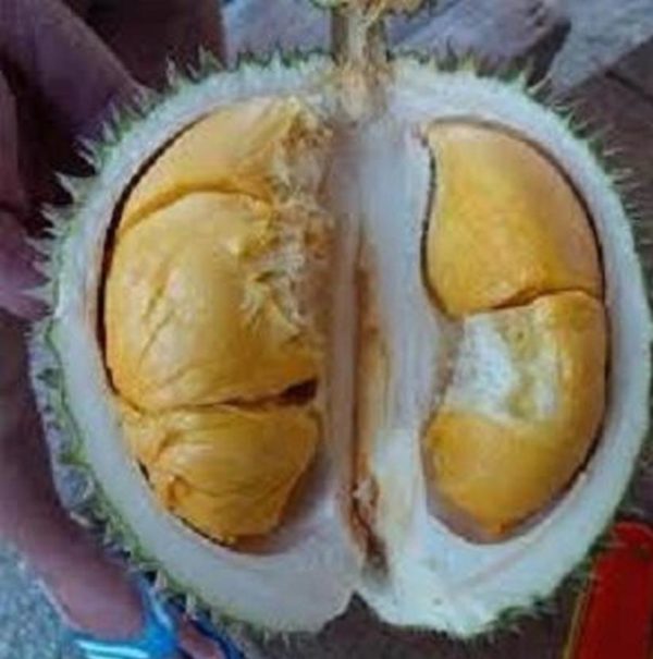 Bibit Durian Duri Hitam Kaki Tiga Unggul Luwu Timur