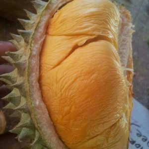 Bibit Durian Duri Hitam Murah Ochee Belu