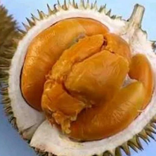 Bibit Durian Duri Hitam Ochee Cilacap