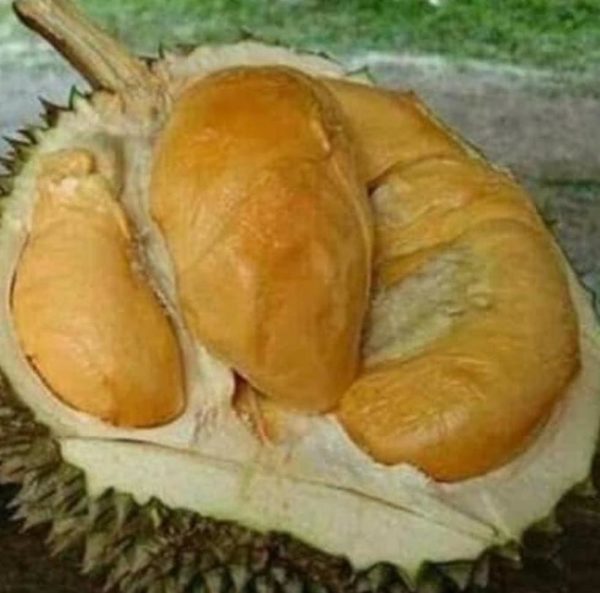 Bibit Durian Duri Hitam - Ochee Karawang