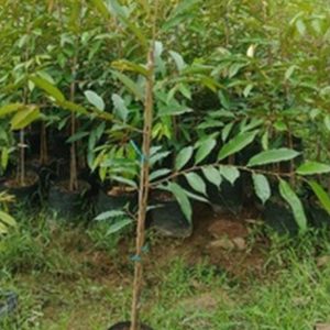 Bibit Durian Duri Hitam Ochee Kualitas Super Pakpak Bharat