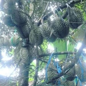 Bibit Durian Duri Hitam - Ochee Takalar