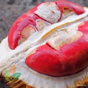 Bibit Durian Merah Banyuwangi Unggul Cepat Berbuah Polewali Mandar