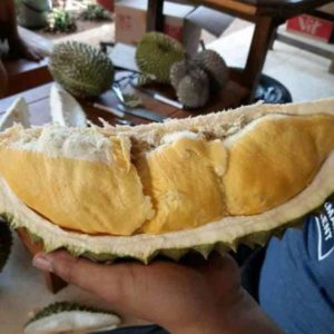 Bibit Durian Monthong Bawor Kaki Ganda Kapuas Hulu