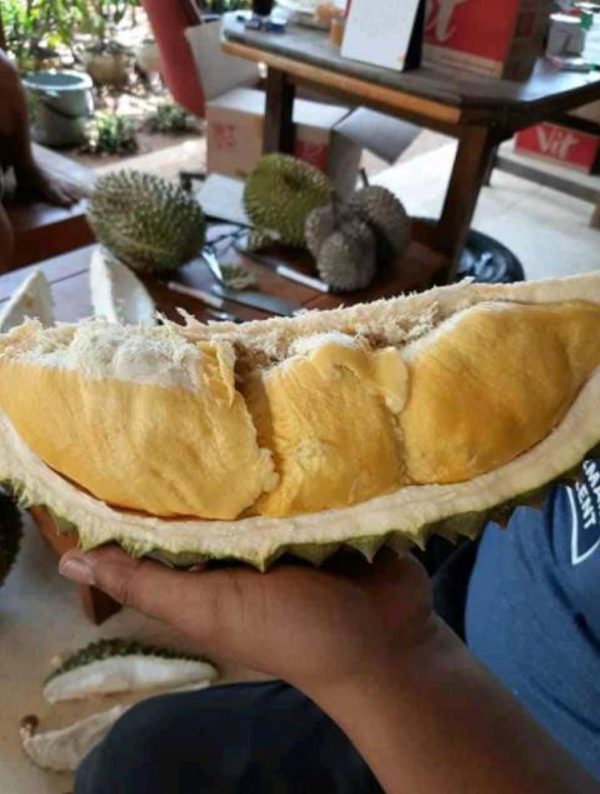 Bibit Durian Monthong Bawor Kaki Ganda Kapuas Hulu