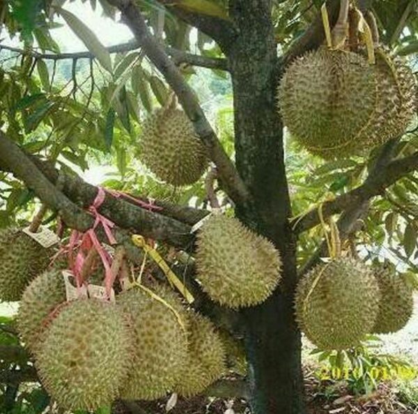 Bibit Durian Monthong Bisa Berbuah Dalam - Banyumas