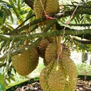 Bibit Durian Monthong Bisa Berbuah Dalam - Bolaang Mongondow Utara