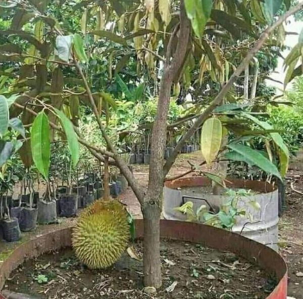 Bibit Durian Monthong Bisa Berbuah Dalam - Magetan