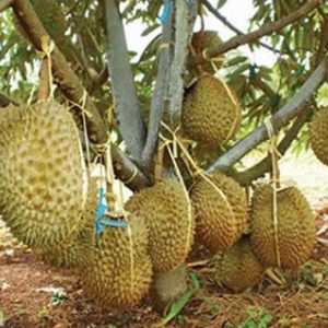 Bibit Durian Monthong Bisa Berbuah Dalam - Malinau