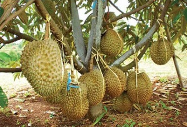 Bibit Durian Monthong Bisa Berbuah Dalam - Malinau
