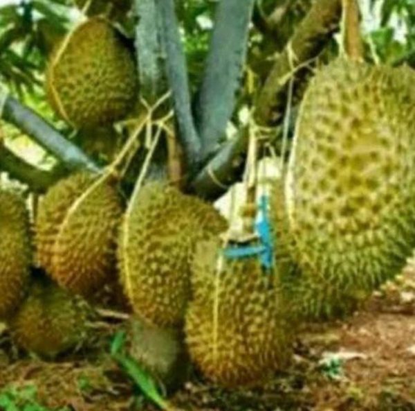 Bibit Durian Monthong Paling Diminati - Super Kuningan