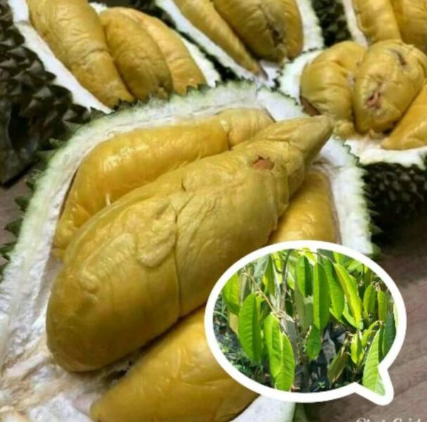Bibit Durian Montong Samarinda