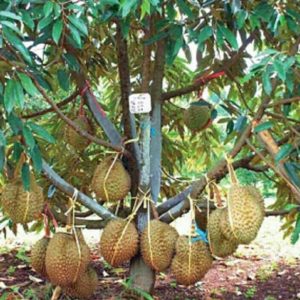 Bibit Durian Montong Super Buah Lebat Dan Besar Li Buton Tengah