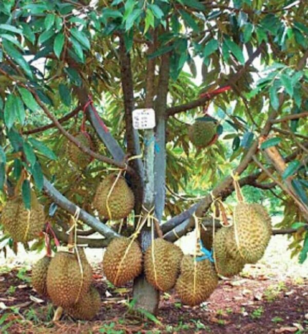 Bibit Durian Montong Super Buah Lebat Dan Besar Li Buton Tengah