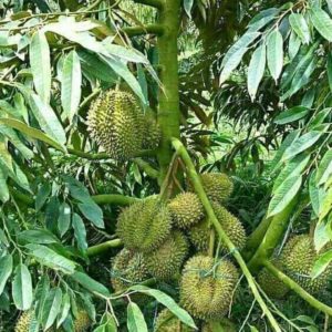 Bibit Durian Montong Super Buah Lebat Dan Besar Li Tidore Kepulauan