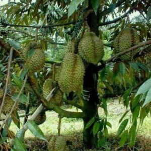 Bibit Durian Montong Super, Cepat Berbuah Sambas