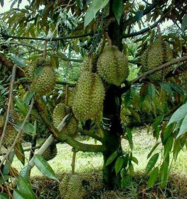 Bibit Durian Montong Super, Cepat Berbuah Sambas