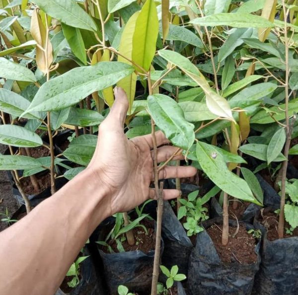 Bibit Durian Montong Terlaris Super IstimewaBibit Hasil Okulasi Cepat Berbuah Pidie Jaya
