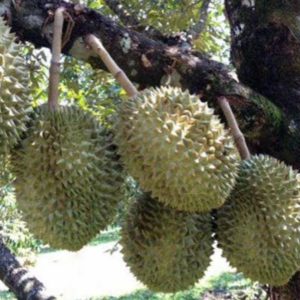 Bibit Durian Montong Unggul Okulasi - Duren Pohon Cepat Berbuah Aceh Timur