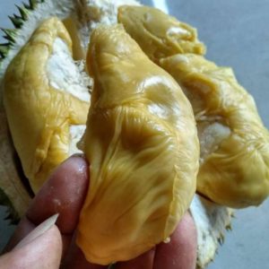 Bibit Durian Montong Unggul Super Morowali