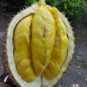 Bibit Durian Musangking Dijamin Valid Asli Magetan