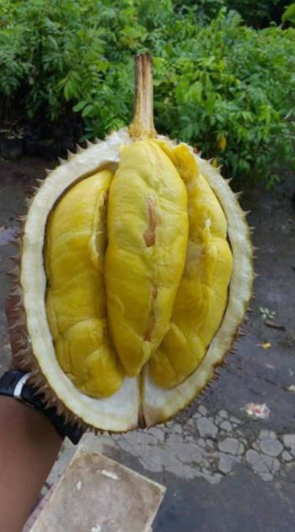 Bibit Durian Musangking Dijamin Valid Asli Magetan