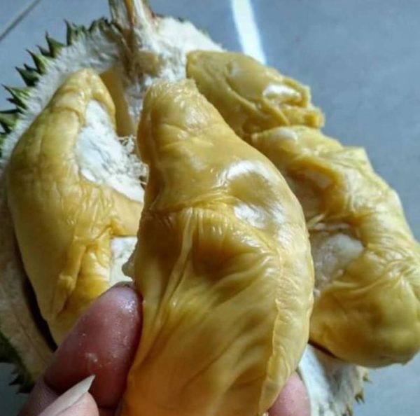 Bibit Durian Musangking Dijamin Valid Asli Seluma