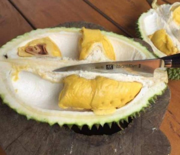 Bibit Durian Musangking Dijamin Valid Asli Yogyakarta