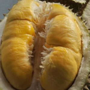 Bibit Durian Musangking Kaki Tiga Cepat Berbuah Harga Murah Ambon