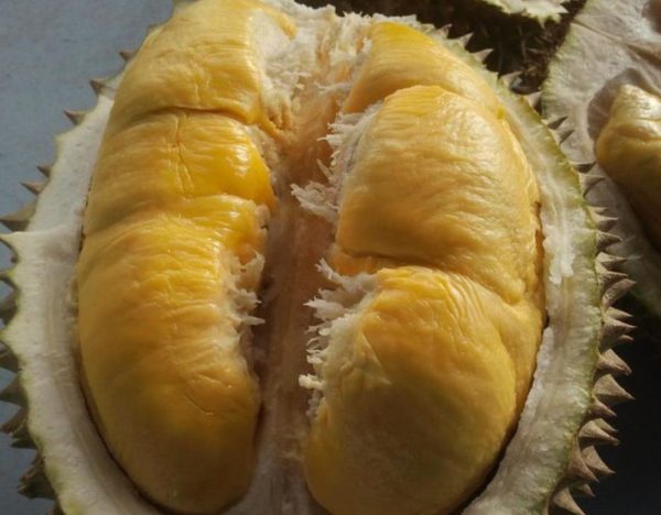 Bibit Durian Musangking Kaki Tiga Cepat Berbuah Harga Murah Ambon