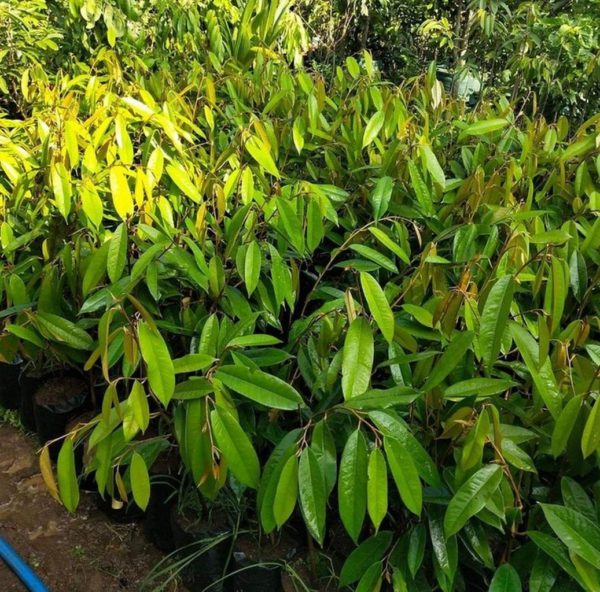 Bibit Durian Musangking Okulasi Klaten