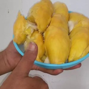 Bibit Durian Musangking Okulasi Sidoarjo