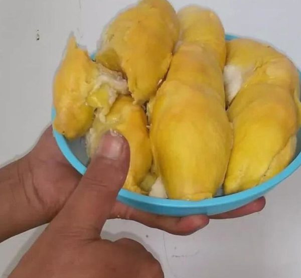 Bibit Durian Musangking Okulasi Sidoarjo