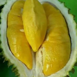Bibit Durian Musangking Okulasi Terbaik Lebak