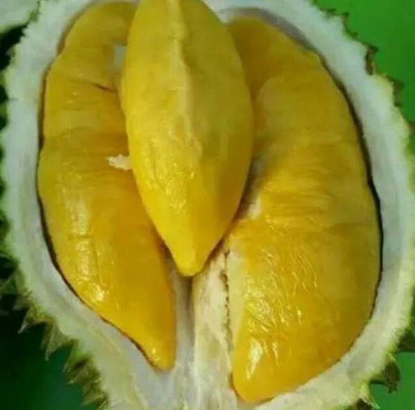 Bibit Durian Musangking Okulasi Terbaik Lebak