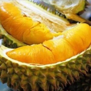 Bibit Durian Musangking Okulasi Terlaris Mamuju Tengah