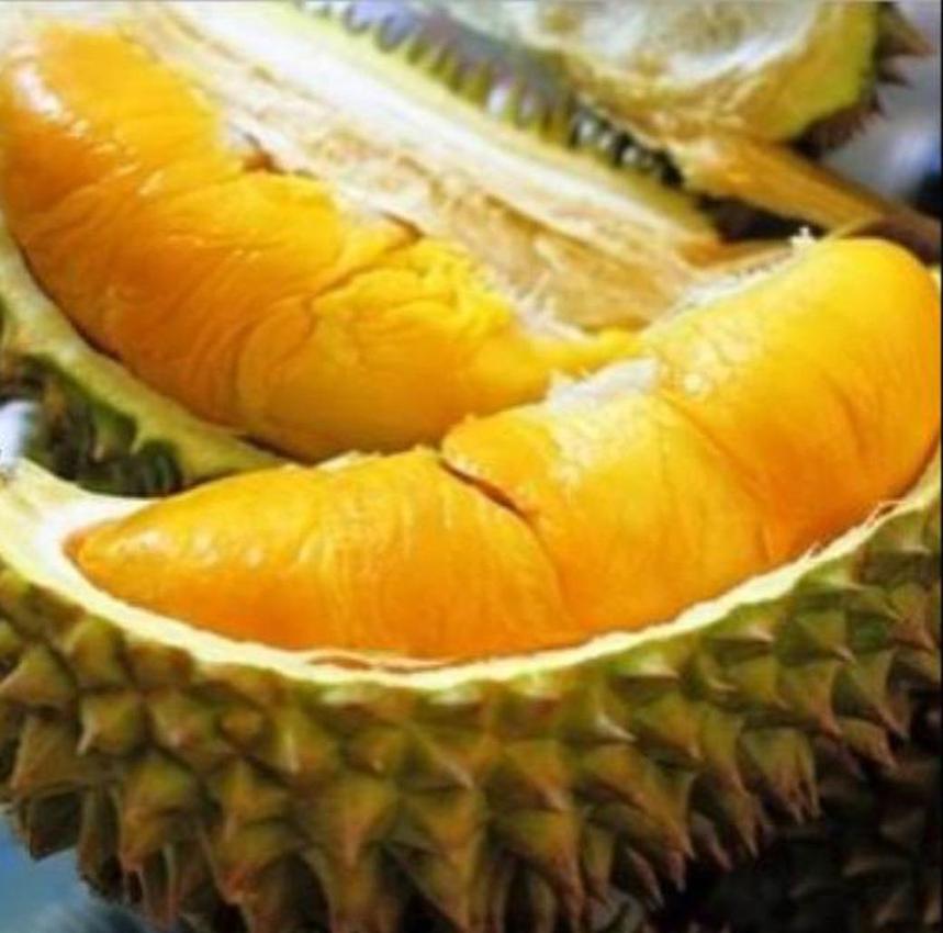 Gambar Produk Bibit Durian Musangking Okulasi Terlaris Mamuju Tengah