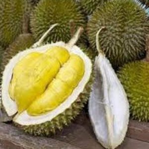 Bibit Durian Musangking Pasuruan