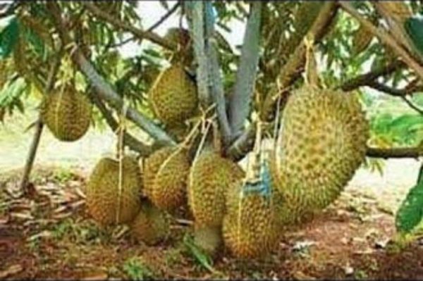 Bibit Durian Musangking Supeer Jombang